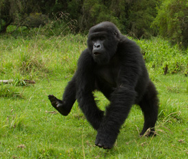 gorilla